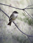 Eastern Phoebe 5415